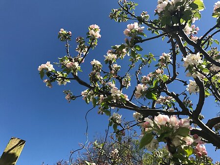 2022: Our broken world. Apple Blossom  against blue sky