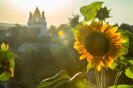 2022: Our broken world. Ukraine sunflowers