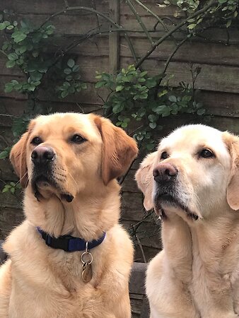 2022: Our broken world. George and Lenny on bench together 