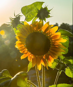 Reflections and Resources. Ukraine Sunflower (cropped)